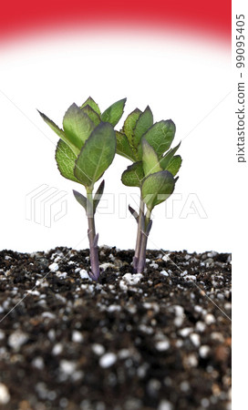 War and Peace Image I hear the footsteps of war 99095405