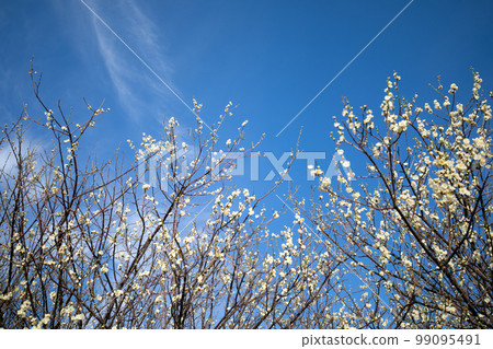 Plum tree Plum blossom Plum tree Plum blossom 99095491