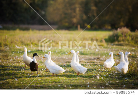 white duck 99095574