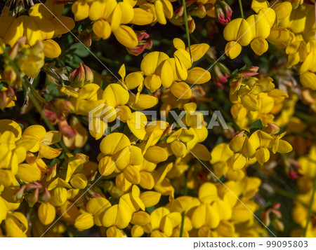 Lots of flowers with yellow petals close-up. Flowers of the common gorse plant, macro. The plant is in bloom. Yellow petals in macro 99095803