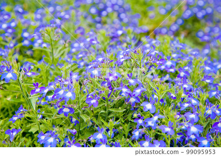 delicate blue flower delicate blue flower 99095953