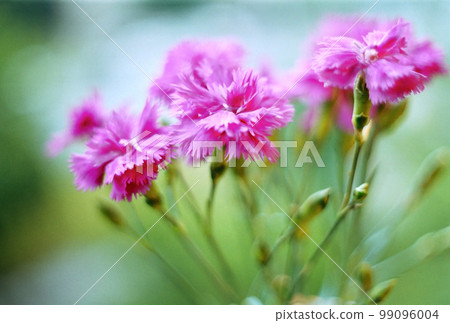Beautiful flowers Beautiful flowers 99096004