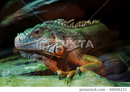 The lizard sits on a rock 99096231