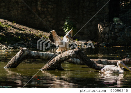 Pelican sits on a log and is heated in the sun Pelican sits on a log and is heated in the sun 99096246