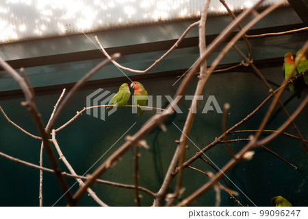 Couple in love close friends parrots sit on a close-up branch Couple in love close friends parrots sit on a close-up branch 99096247