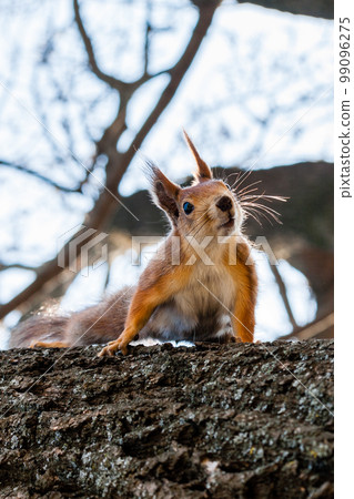 Squirrel sits on a tree Squirrel sits on a tree 99096275