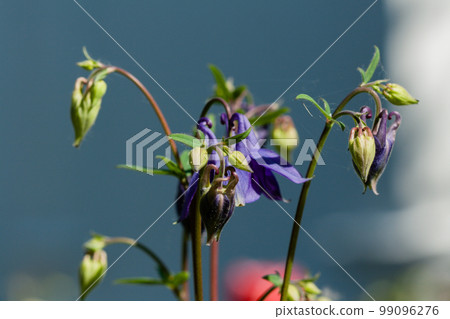 Macro of flowering flowers Macro of flowering flowers 99096276