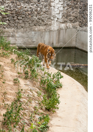 Tiger resting in the nature near the water 99096281