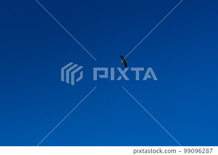 Stork soaring in the blue sky with white clouds 99096287