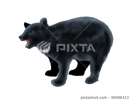Illustration of a black bear Illustration of a black bear 99096313