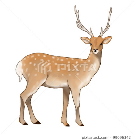 雄性梅花鹿的插圖 99096342
