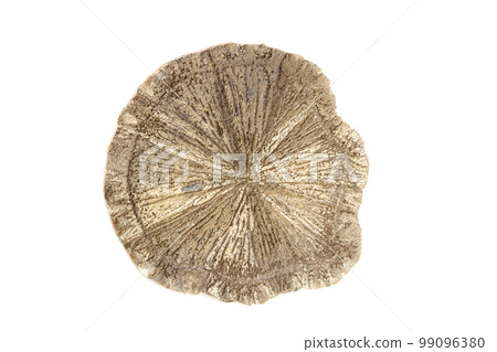 Macro mineral stone Pyrite Dollar on a white background Macro mineral stone Pyrite Dollar on a white background 99096380