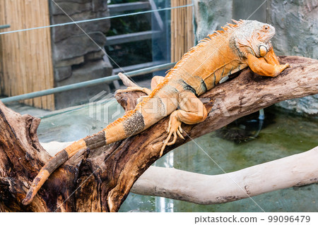 Iguana lizard sits on a branch Iguana lizard sits on a branch 99096479