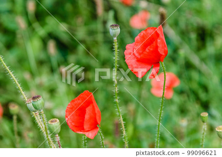 wonderful red poppies in green grass wonderful red poppies in green grass 99096621
