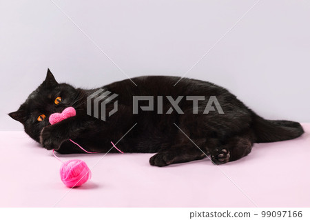 Black cat plays with a ball of thread and a crocheted pink heart Black cat plays with a ball of thread and a crocheted pink heart 99097166