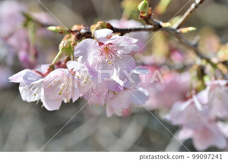 Cold cherry blossoms 99097241