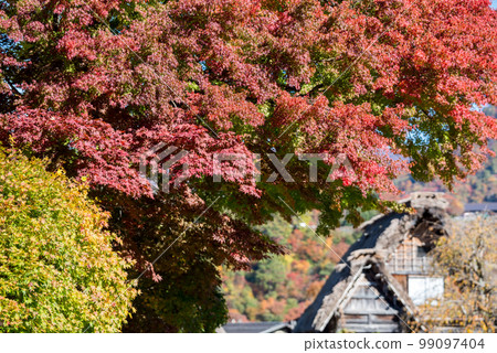 [Shirakawa-go] Autumn leaves in full bloom and village walk of gassho-zukuri style 99097404