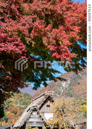 [Shirakawa-go] Autumn leaves in full bloom and village walk of gassho-zukuri style 99097614