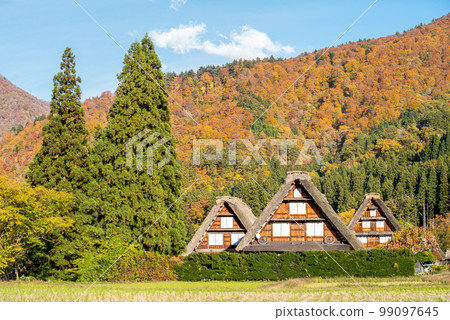 [Shirakawa-go] Autumn leaves in full bloom and triplets gassho-zukuri style 99097645
