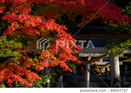 [Shirakawa-go] Autumn leaves in full bloom and Shirakawa Hachiman Shrine 99097787