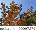 tree with lots of fruit 99097879