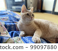 A cat relaxing in the room 99097880