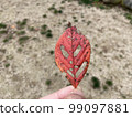 ghost leaf 99097881
