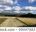 When to harvest rice 99097883