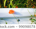  Kivanacosmos 99098078