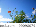 sky and yellow cosmos 99098079