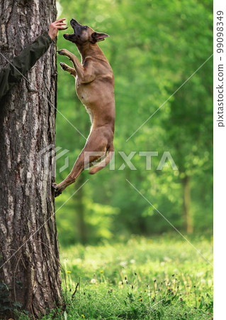 Belgian shepherd malinois jumping on tree 99098349
