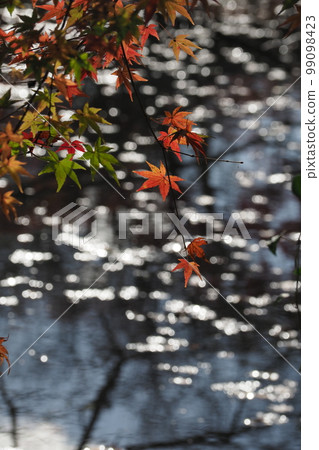 Water surface and autumn leaves 99098423