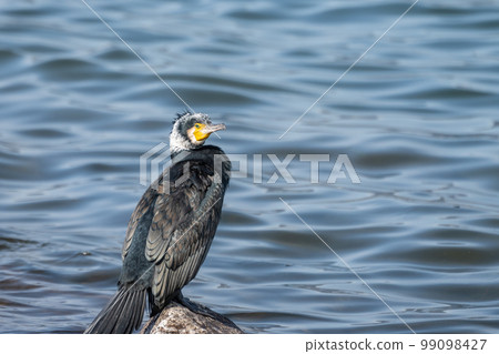 Cormorant standing on the shore of Lake Biwa 99098427