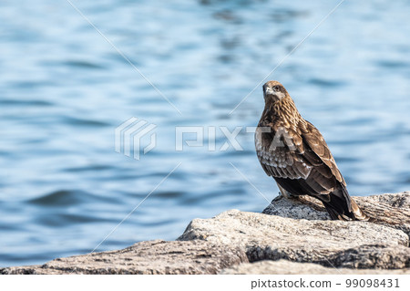 Tobi Lake Biwa, Otsu City - Stock Photo [99098431] - PIXTA