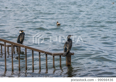 Cormorant standing on railing 99098436