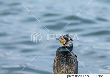 鸕鶿 鸕鶿 99098438