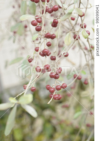 Close up of russian olive fruit in the garden, gardening 99099041