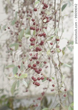 Close up of russian olive fruit in the garden, gardening 99099042
