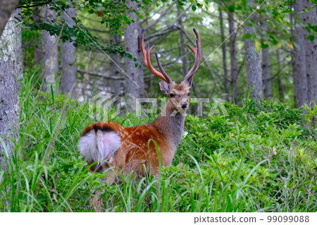 在森林裡遇到野鹿。突然出現的人的樣子讓我吃了一驚。 在森林裡遇到野鹿。突然出現的人的樣子讓我吃了一驚。 99099088