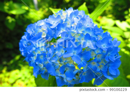 Vivid blue hydrangea scenery 1 Vivid blue hydrangea scenery 1 99100229