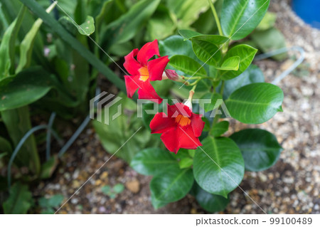 A mandevilla flower with a bright red color and a clear outline A mandevilla flower with a bright red color and a clear outline 99100489