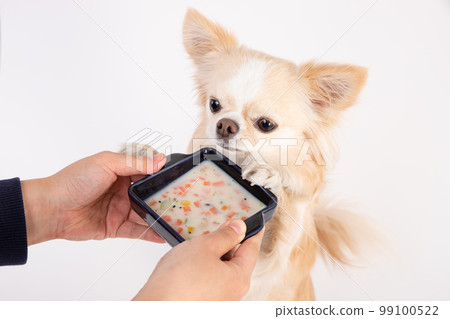 A cream-colored long-coated Chihuahua holding a bowl of homemade soup A cream-colored long-coated Chihuahua holding a bowl of homemade soup 99100522