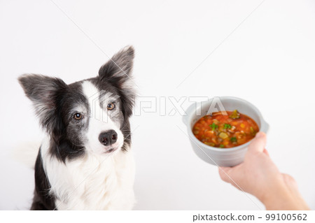 Homemade soup in a bowl and a black and white border collie sitting and waiting Homemade soup in a bowl and a black and white border collie sitting and waiting 99100562