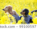 dog walking through rape blossoms 99100597