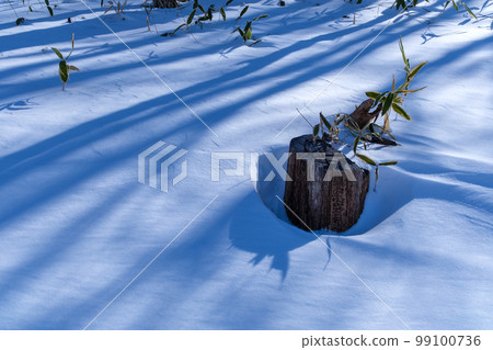 forest tree shadow forest tree shadow 99100736