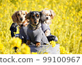 dog in rape blossoms 99100967