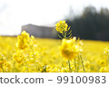 Rape blossoms 99100983