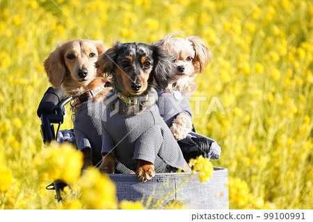 dog in the rape blossoms dog in the rape blossoms 99100991
