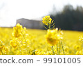 Rape blossoms 99101005