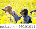 dog walking through rape blossoms 99101011